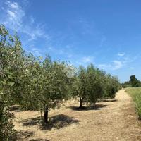 TER. AGRICOLO A ALBANO LAZIALE
