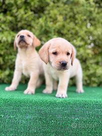 Labrador pedigree