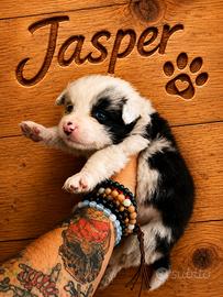 Ultimi border collie con pedigree