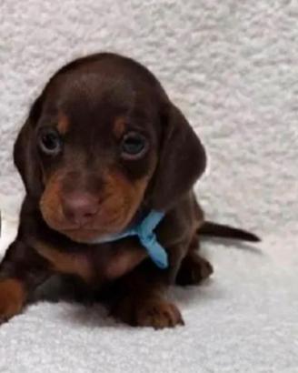 Bassotto MASCHIO E FEMMINA cioccolato PEDIGREE