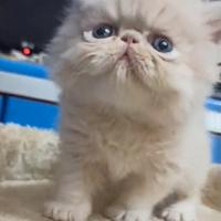 Persiano cucciolo gattino persiani