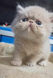 Persiano cucciolo gattino persiani