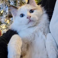 Femminuccia Ragdoll molto dolce