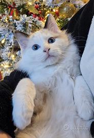 Femminuccia Ragdoll molto dolce