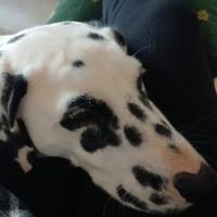 Dalmata femmina di circa due anni