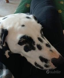 Dalmata femmina di circa due anni