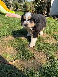 Cucciole bovaro - pastore maremmano