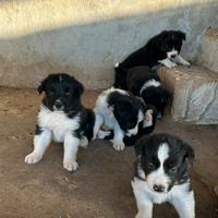 Cuccioli di border collie
