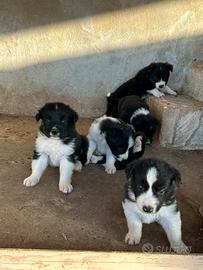 Cuccioli di border collie