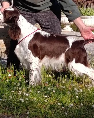 Springer Spaniel