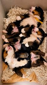 Cuccioli di Bovaro del Bernese