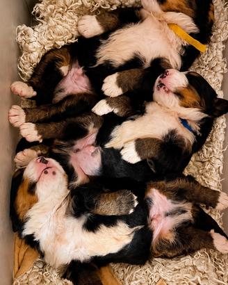 Cuccioli di Bovaro del Bernese