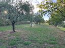 ter-agricolo-a-pescia