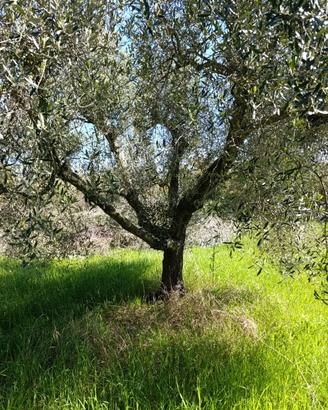 Piante di ulivo