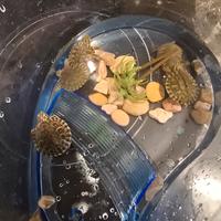 Tartarughine d'acqua dolce