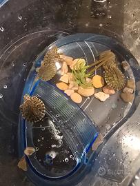 Tartarughine d'acqua dolce