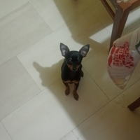 Cucciola di Pinscher