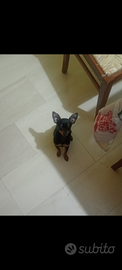 Cucciola di Pinscher