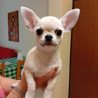 Chihuahua toy