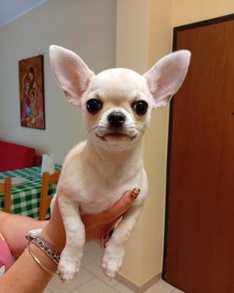 Chihuahua toy