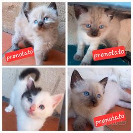 2 gattini simil Siamesi, 1 Ragdoll e 1 bianco-nero