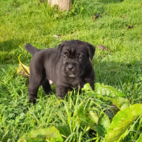 Cuccioli cane corso