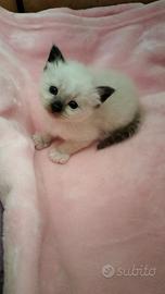 Sacro di Birmania cuccioli