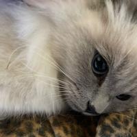 Splendide femmine Ragdoll