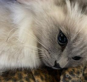 Splendide femmine Ragdoll