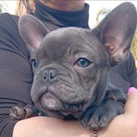 Bulldog francese total blu esotico