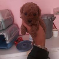 Cuccioli barboncino toy vari colori