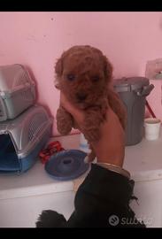 Cuccioli barboncino toy vari colori