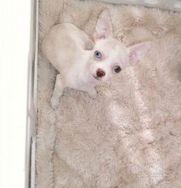 Chihuahua Toy isabella merle eterocromia 