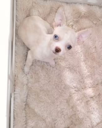 Chihuahua Toy isabella merle eterocromia 