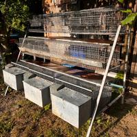 Allevamento conigli gabbia