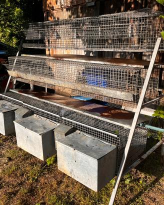 Allevamento conigli gabbia