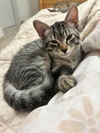 Gattino tigrato