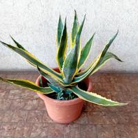 AGAVE AMERICANA VARIEGATA