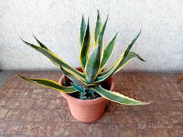 AGAVE AMERICANA VARIEGATA