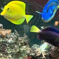 Pesce chirurgo flavescens xanthurum hepatus