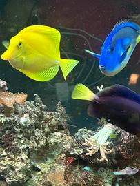 Pesce chirurgo flavescens xanthurum hepatus