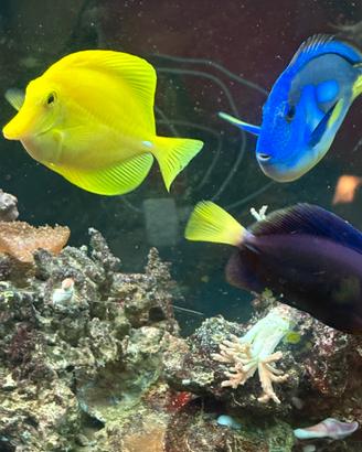 Pesce chirurgo flavescens xanthurum hepatus