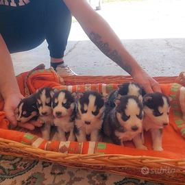 Cuccioli siberian husky puri 2 mesi