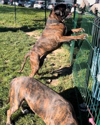 Nuova casa amorevole per due splendidi boxer