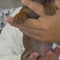 Basssotti keninchen nutella