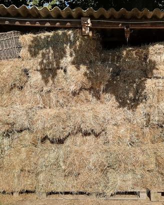 Fieno di primo taglio in presse