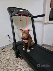 Tapis roulant elettrico sports