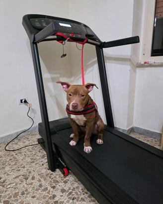 Tapis roulant elettrico sports
