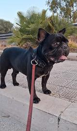 Bulldog Francese solo per monta