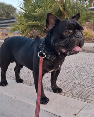 Bulldog Francese solo per monta
